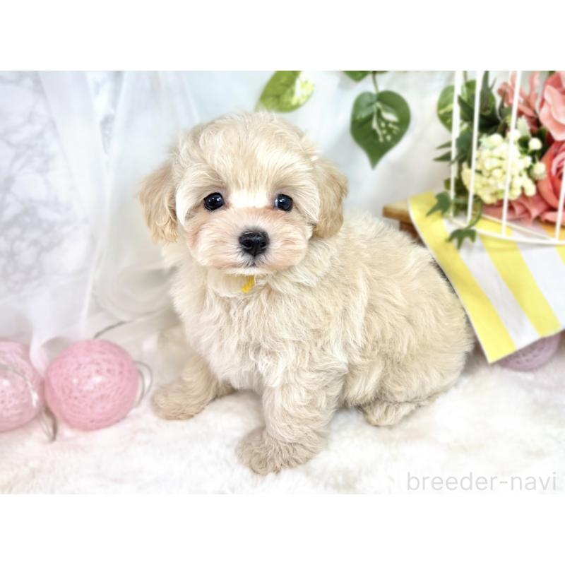 成約済の滋賀県のマルプー:マルチーズ×トイプードル-411747の2枚目